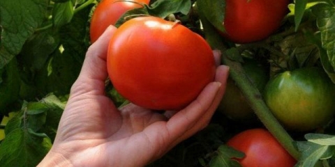 Kada saditi paradajz u stakleniku na uralu